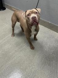 Shelter Stray Male Dog last seen N NELLIS BLVD & N LAS VEGAS BLVD, 655 N Mojave Rd, Las Vegas, NV 89101, USA
