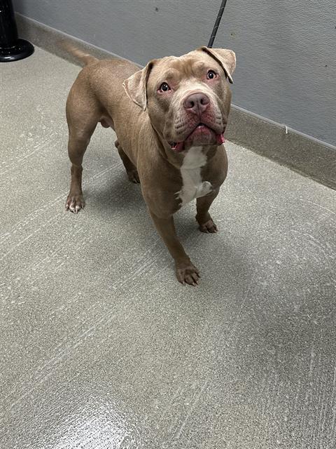 Shelter Stray Male Dog last seen N NELLIS BLVD & N LAS VEGAS BLVD, 655 N Mojave Rd, Las Vegas, NV 89101, USA