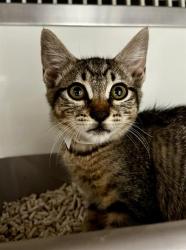Shelter Stray Female Cat last seen GAVEN/ SAN BRUNO AVE, 1419 Bryant St, San Francisco, CA 94103, USA