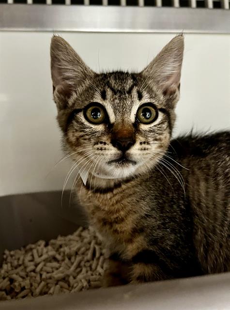 Shelter Stray Female Cat last seen GAVEN/ SAN BRUNO AVE, 1419 Bryant St, San Francisco, CA 94103, USA