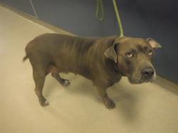 Shelter Stray Female Dog last seen SE 4TH RD & SE 1ST DR, 3599 NW 79th Ave, Doral, FL 33122, USA