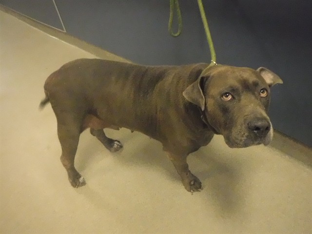 Shelter Stray Female Dog last seen SE 4TH RD & SE 1ST DR, 3599 NW 79th Ave, Doral, FL 33122, USA