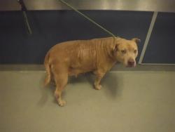 Shelter Stray Female Dog last seen SE 4TH RD & SE 1ST DR, 3599 NW 79th Ave, Doral, FL 33122, USA