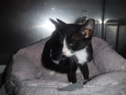Shelter Stray Female Cat last seen Near BLOCK SW 150TH TER, 3599 NW 79th Ave, Doral, FL 33122, USA