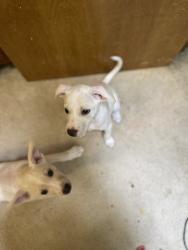 Found/Stray Male Dog last seen 75th and bell rd, Glendale, AZ 85383