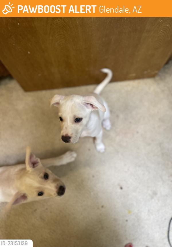 Found/Stray Male Dog last seen 75th and bell rd, Glendale, AZ 85383