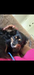 Reunited Male Dog last seen 46th Mithoeffer, Indianapolis, IN 46235