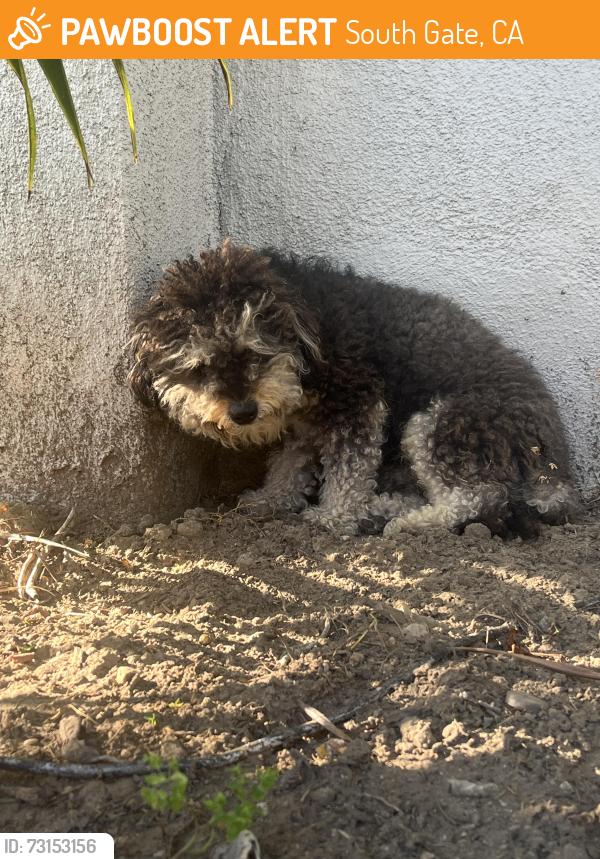 Found/Stray Unknown Dog last seen Commercial Place and Liberty Blvd, South Gate, CA 90280