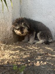 Found/Stray Unknown Dog last seen Commercial Place and Liberty Blvd, South Gate, CA 90280