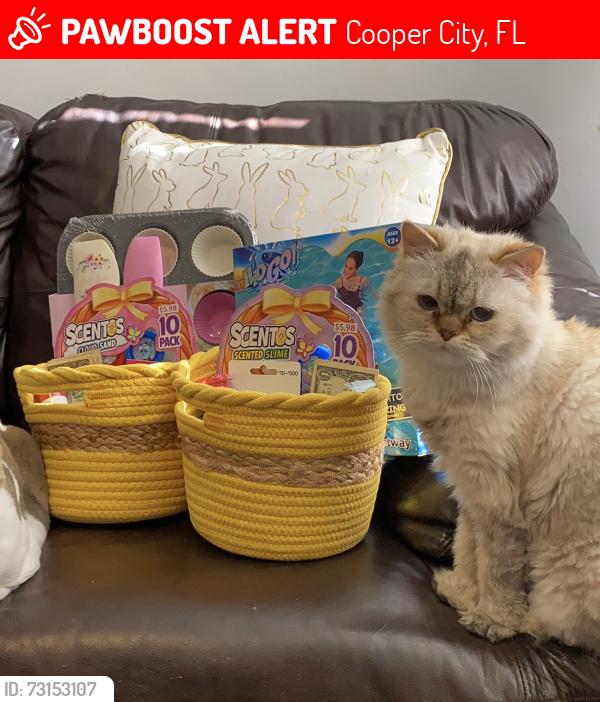 Lost Female Cat last seen Near sw 92nd terrace, Cooper City, FL 33328