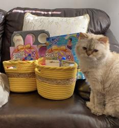 Lost Female Cat last seen Near sw 92nd terrace, Cooper City, FL 33328