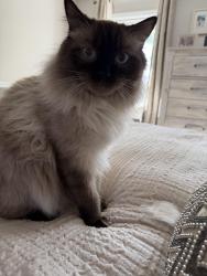 Reunited Male Cat last seen Cassin and Plumtree, Naperville, IL 60565