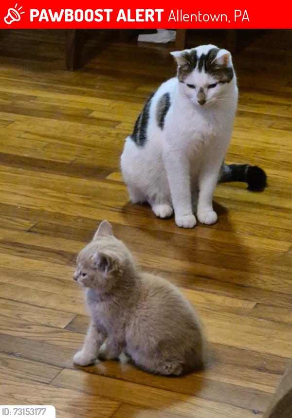 Lost Male Cat last seen S Lumber Street, Allentown, PA 18103