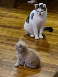Lost Male Cat last seen S Lumber Street, Allentown, PA 18103