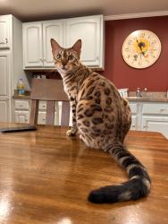 Lost Female Cat last seen West Main Avenue, Myerstown, PA 17067