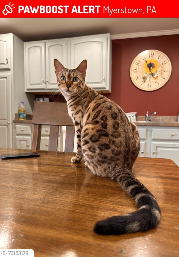 Lost Female Cat last seen West Main Avenue, Myerstown, PA 17067