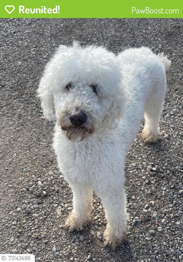 Reunited Unknown Dog last seen Absolute heating and a/c, Lynn County, TX 79424