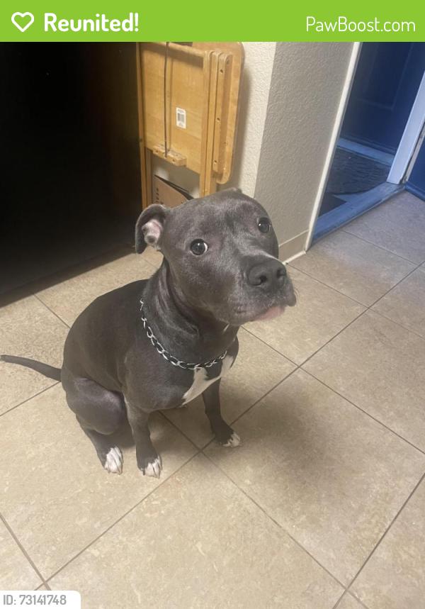 Reunited Female Dog last seen Yulupa ave and Claremont court, Santa Rosa, CA 95405