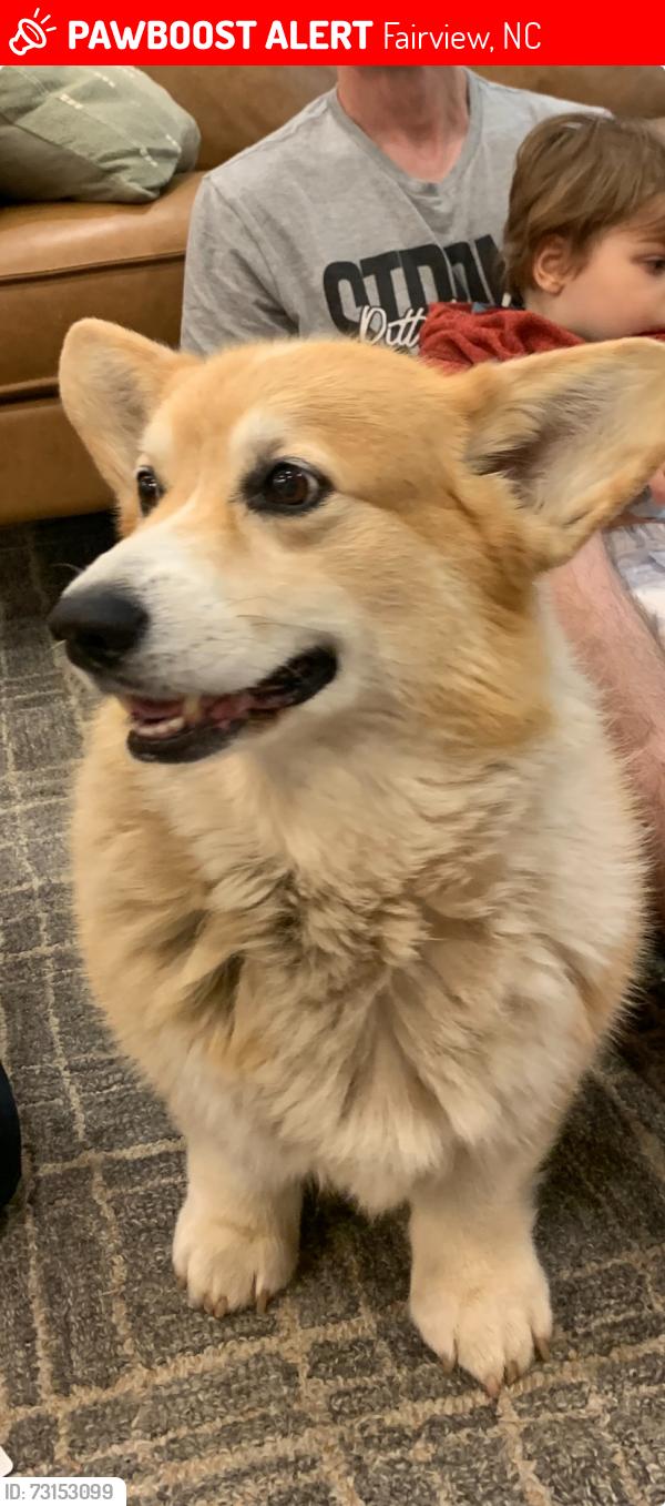 Lost Male Dog last seen Daymoon Coffee Bar, Fairview, NC 28730