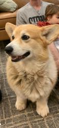 Lost Male Dog last seen Daymoon Coffee Bar, Fairview, NC 28730