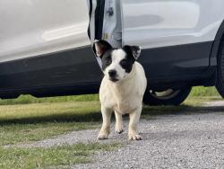 Found/Stray Female Dog last seen Limestone Park, Alabaster, AL 35007