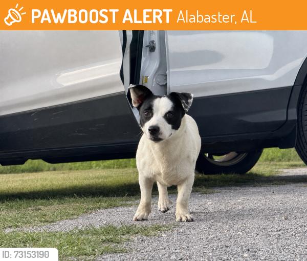 Found/Stray Female Dog last seen Limestone Park, Alabaster, AL 35007