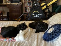 Reunited Male Cat last seen S 5th Ave and 20th st, Tucson, AZ 85701