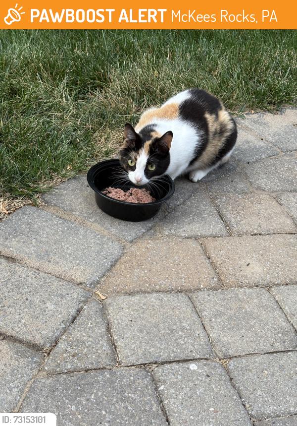 Found/Stray Female Cat last seen Off of Clever Road in Robinson twp, McKees Rocks, PA 15136