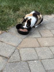Found/Stray Female Cat last seen Off of Clever Road in Robinson twp, McKees Rocks, PA 15136
