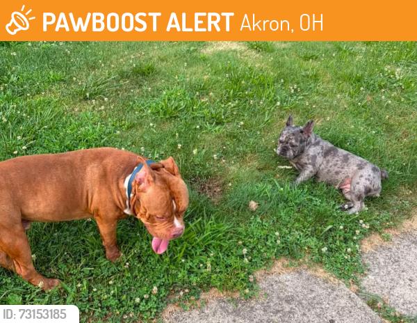 Found/Stray Unknown Dog last seen Shawna avenue, Akron, OH 44305
