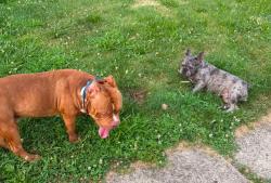 Found/Stray Unknown Dog last seen Shawna avenue, Akron, OH 44305