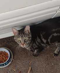 Found/Stray  Cat last seen Los Ranchos De Albuquerque, NM, USA, Albuquerque, NM 87107