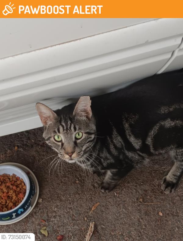Found/Stray  Cat last seen Los Ranchos De Albuquerque, NM, USA, Albuquerque, NM 87107