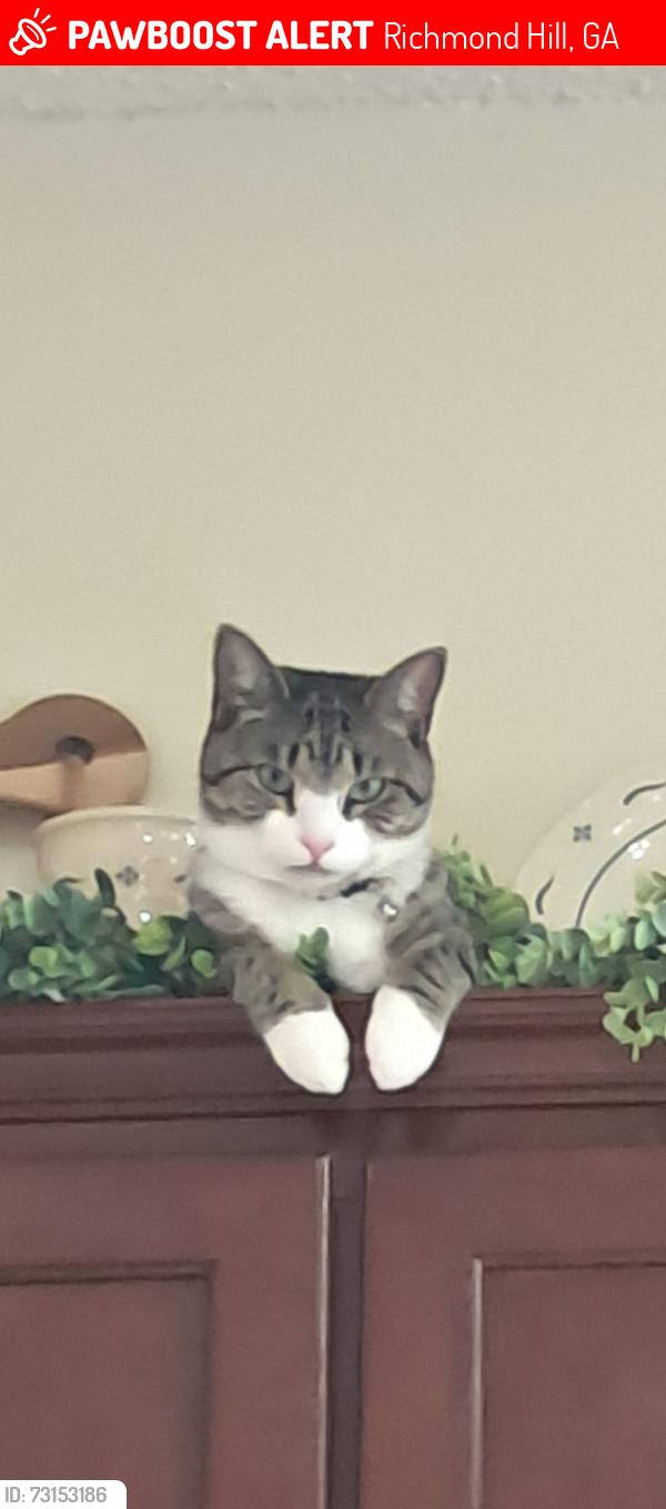 Lost Female Cat last seen Peregrine circle, Richmond Hill, GA 31324