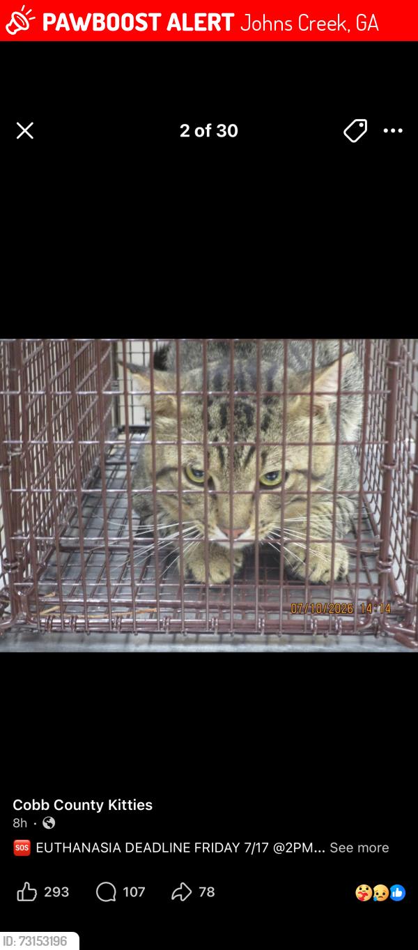 Lost Male Cat last seen Cardinal east village s, Johns Creek, GA 30022