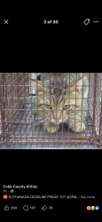 Lost Male Cat last seen Cardinal east village s, Johns Creek, GA 30022