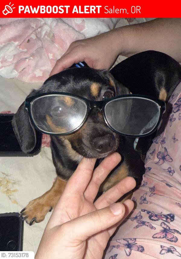 Lost Female Dog last seen Near Fircrest Street Southeast Salem Oregon 97306, Salem, OR 97306