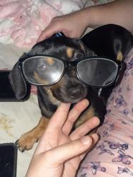 Lost Female Dog last seen Near Fircrest Street Southeast Salem Oregon 97306, Salem, OR 97306