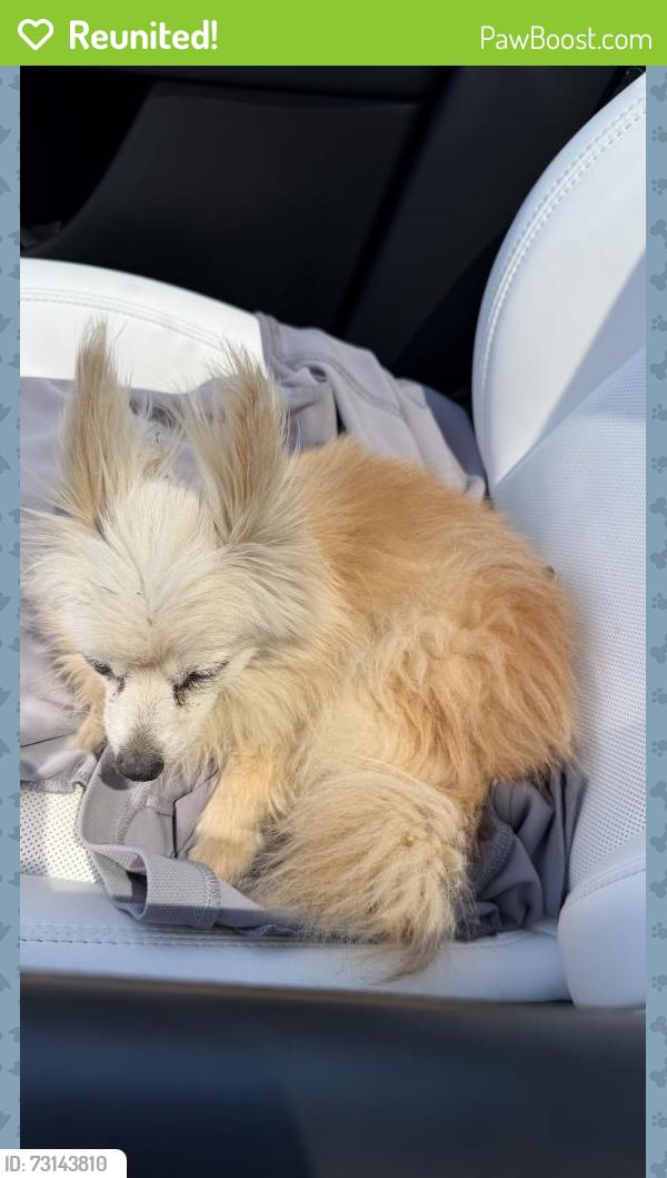 Reunited Female Dog last seen Dolores st, Antioch, CA 94509