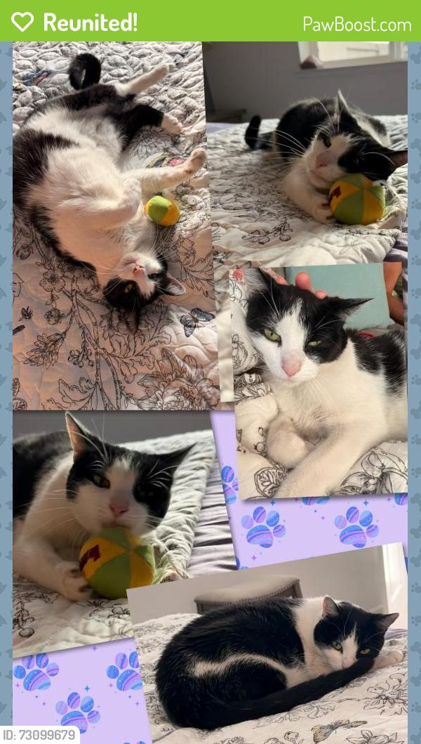 Reunited Female Cat last seen Edgewood in esplanade turkey creek, Lincoln, CA 95648