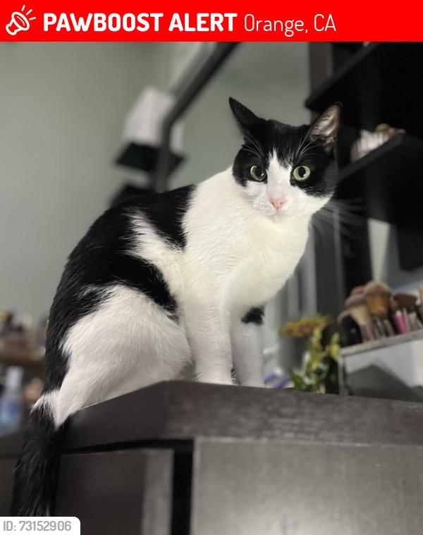 Lost Female Cat last seen Wayfield st & palmyra, Orange, CA 92866