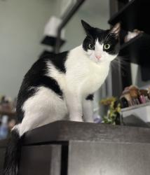 Lost Female Cat last seen Wayfield st & palmyra, Orange, CA 92866