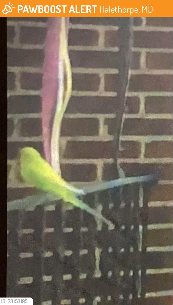 Found/Stray Unknown Bird last seen Claridge Ave and Woodside Ave Halethorpe, Halethorpe, MD 21227