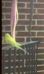 Found/Stray Unknown Bird last seen Claridge Ave and Woodside Ave Halethorpe, Halethorpe, MD 21227