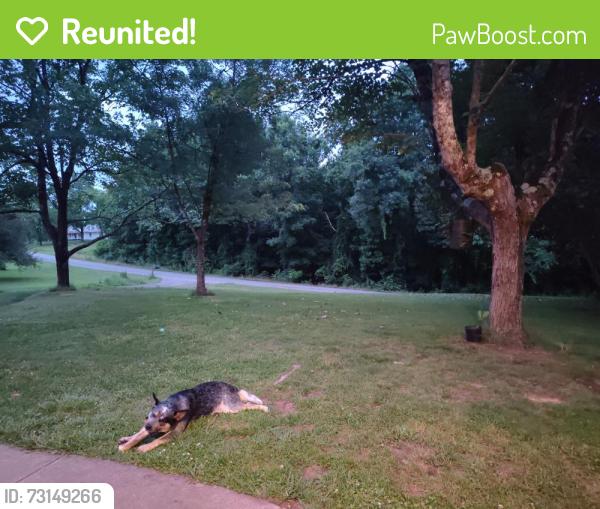 Reunited Female Dog last seen White plains church rd, Roaring River, NC 28669