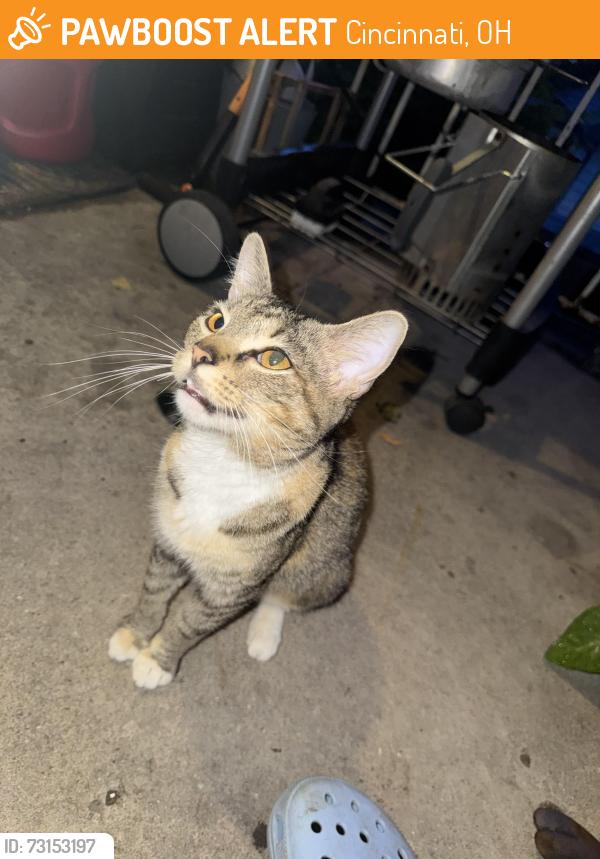 Found/Stray Female Cat last seen Seymour & west north bend road, Cincinnati, OH 45224