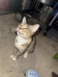 Found/Stray Female Cat last seen Seymour & west north bend road, Cincinnati, OH 45224