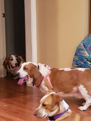 Reunited Female Dog last seen Ladson rd, Ladson, SC 29456