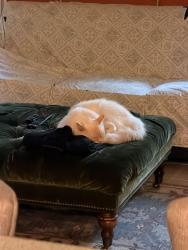 Reunited Male Cat last seen 41st Ave & Little Neck Pkwy, Queens, NY 11363
