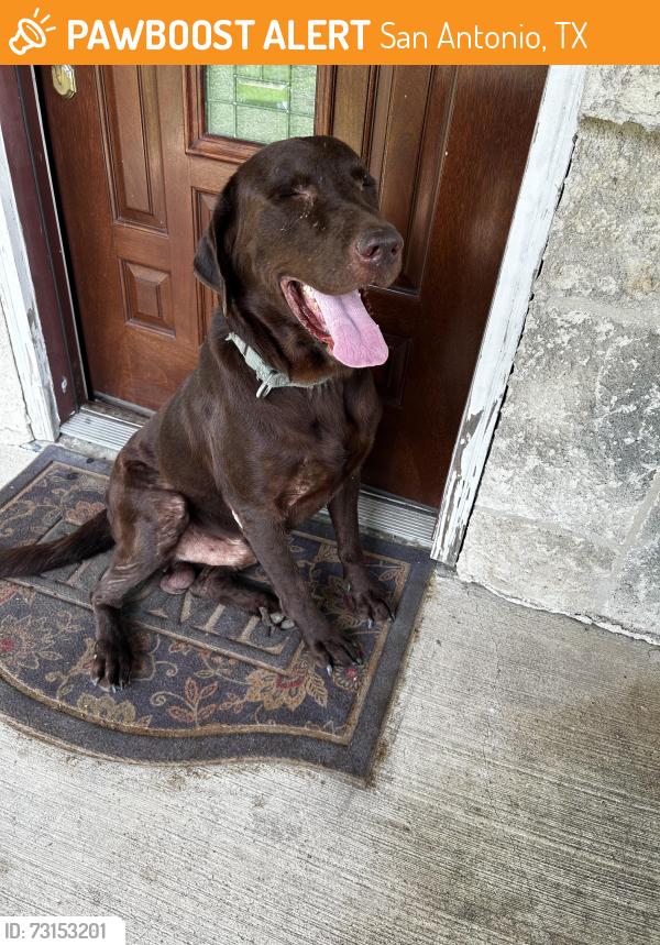 Found/Stray Male Dog last seen Saxon and vence jacson San Antonio Tx. 78213, San Antonio, TX 78213